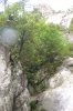 Canyon en Corse_7